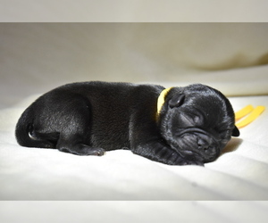 Pug Puppy for sale in PALM COAST, FL, USA