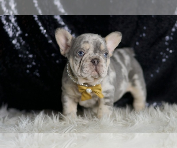 Medium Photo #6 French Bulldog Puppy For Sale in WARSAW, IN, USA
