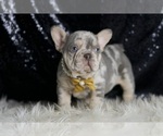 Small #5 French Bulldog