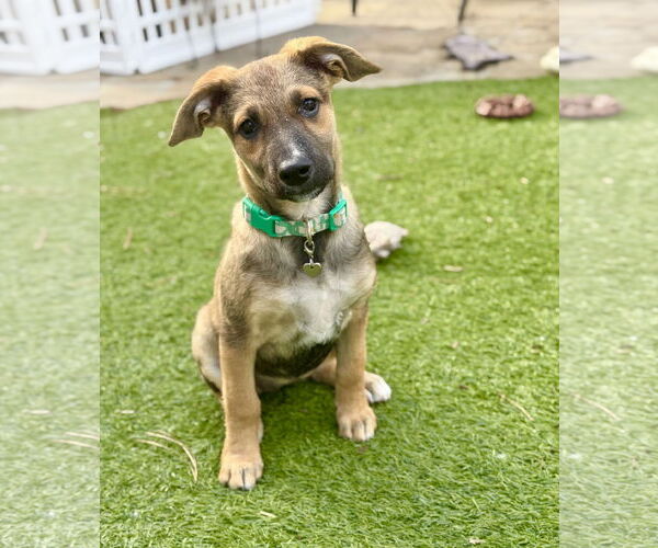 Medium Photo #3 German Shepherd Dog-Unknown Mix Puppy For Sale in The Woodlands, TX, USA