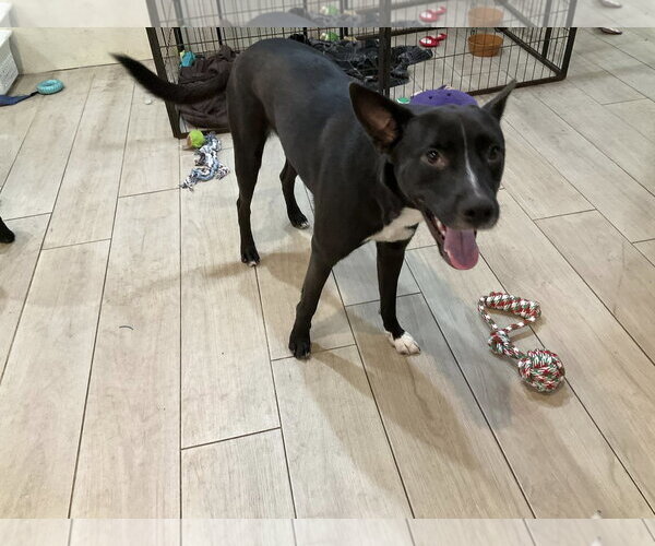 Medium Photo #7 Mutt Puppy For Sale in Palatka, FL, USA