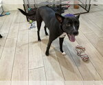Small #6 Mutt