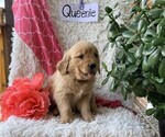 Small #1 Golden Retriever