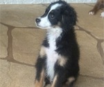 Small #9 Miniature Australian Shepherd