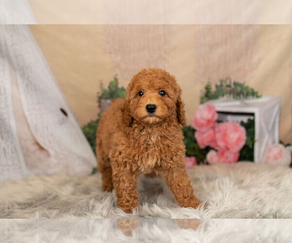Medium Photo #1 Goldendoodle-Poodle (Miniature) Mix Puppy For Sale in WARSAW, IN, USA