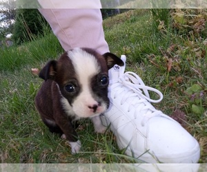 Boston Terrier Puppy for sale in SAINT JAMES, MO, USA