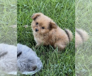 Pomapoo (Toy) Puppy for sale in NILES, MI, USA