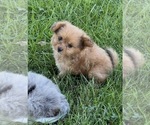 Image preview for Ad Listing. Nickname: Lucy