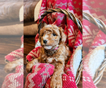 Puppy Bruno Goldendoodle mix (+ Poodle Miniature)