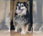 Small #12 Cocker Spaniel-Pembroke Welsh Corgi Mix