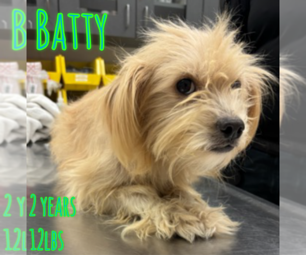 Medium Photo #1 Mutt Puppy For Sale in Woodbury, NY, USA