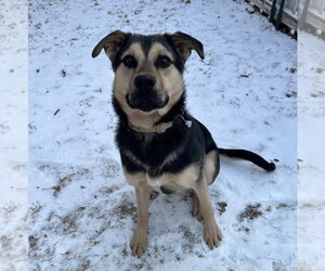Norbert - Male Mutt Dog for Adoption - Photo #4