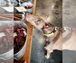 Small #1 Doberman Pinscher