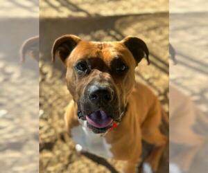 Boxer Dogs for adoption in Santa Maria, CA, USA