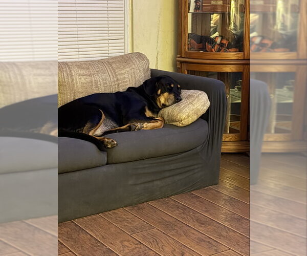 Medium Photo #21 Rottweiler-Unknown Mix Puppy For Sale in White Hall, AR, USA
