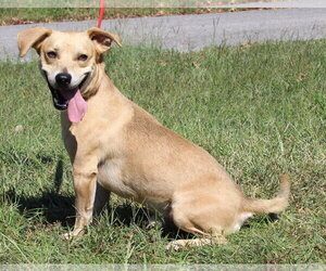 Tot 44392 - Male Basset Hound-Unknown Mix Dog for Adoption - Photo #3