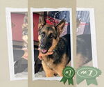 Small German Shepherd Dog