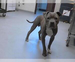 American Pit Bull Terrier Dogs for adoption in Fayetteville, NC, USA