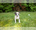 Small #31 Boston Terrier