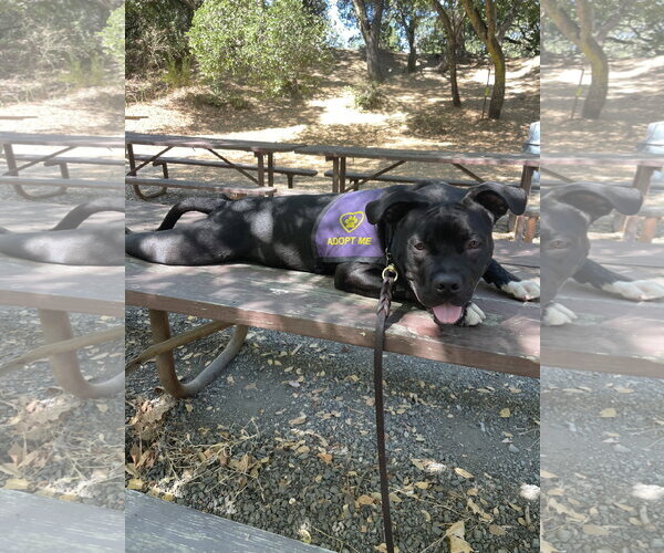 Medium Photo #4 American Staffordshire Terrier Puppy For Sale in Berkeley, CA, USA