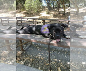 American Staffordshire Terrier Dogs for adoption in Berkeley, CA, USA