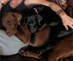 Mother of the Labrador Retriever puppies born on 04/29/2025