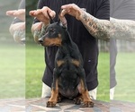 Small #4 Doberman Pinscher