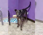 Small #3 Great Dane Mix