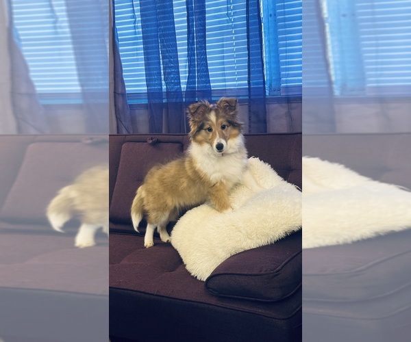Medium Photo #1 Shetland Sheepdog Puppy For Sale in SIOUX CITY, IA, USA