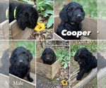 Small Photo #3 Goldendoodle (Miniature) Puppy For Sale in GUTHRIE, OK, USA