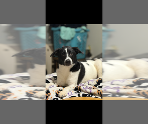 Border Collie-Unknown Mix Dogs for adoption in Boston, MA, USA
