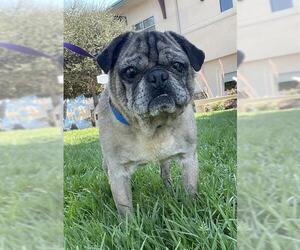 Pug Dogs for adoption in Riverside, CA, USA