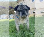 Small Pug