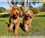 Small Photo #3 Goldendoodle Puppy For Sale in BREA, CA, USA