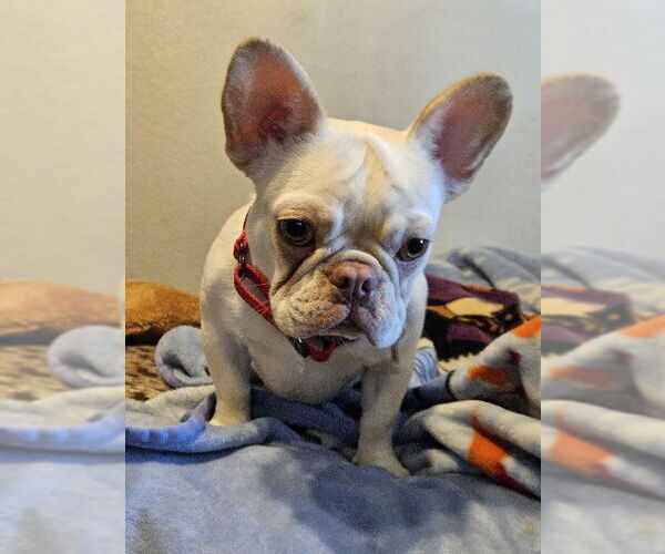 Medium Photo #5 French Bulldog Puppy For Sale in Lake Elsinore, CA, USA