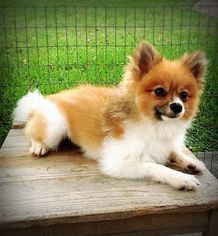 Medium Pomeranian