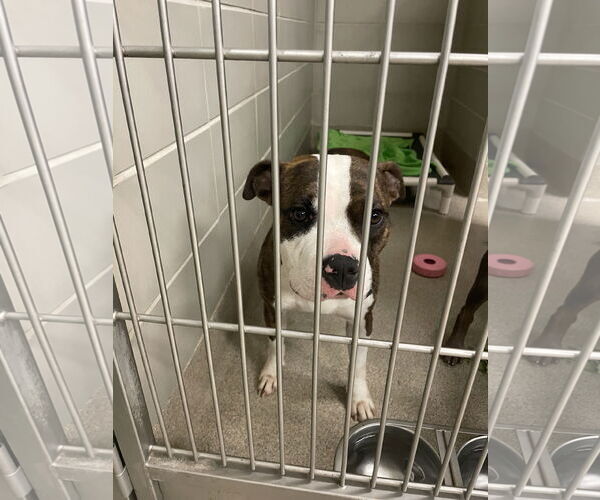 Medium Photo #2 American Pit Bull Terrier-Unknown Mix Puppy For Sale in Virginia Beach, VA, USA