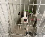 Small #1 American Pit Bull Terrier Mix