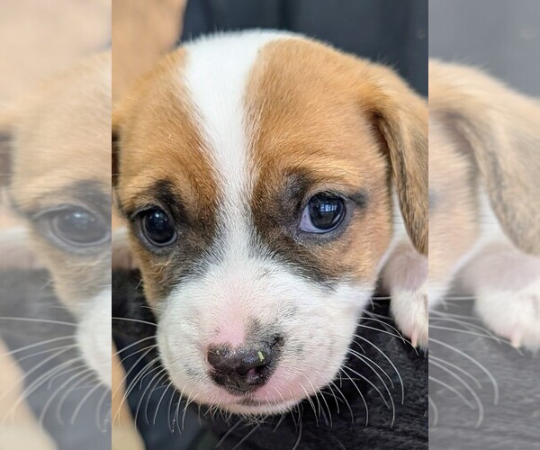 Medium Photo #1 Jack Russell Terrier Puppy For Sale in APPLE GROVE, WV, USA