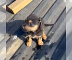 Small #4 Boxer-German Shepherd Dog Mix