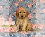 Small Photo #1 Golden Retriever Puppy For Sale in KIRKWOOD, PA, USA