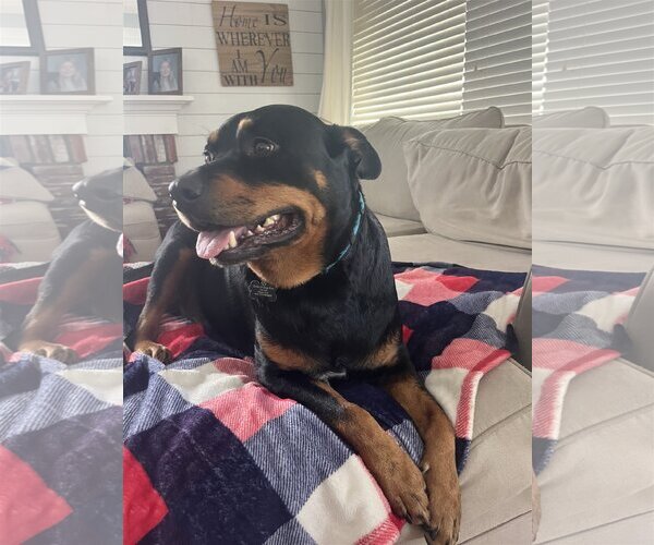 Medium Photo #9 Rottweiler Puppy For Sale in Tustin, CA, USA