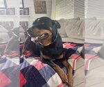 Small #8 Rottweiler
