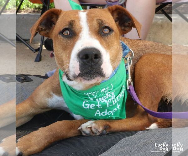 Medium Photo #2 Mutt Puppy For Sale in Washington, DC, USA