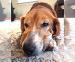 Small #8 Beagle