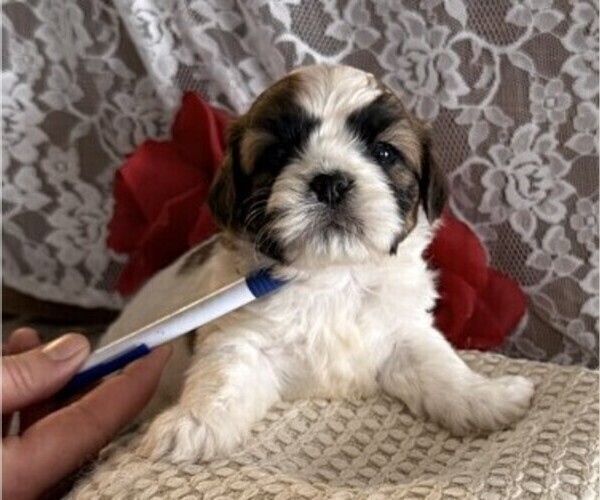 Medium Photo #1 Cavachon-Shih Tzu Mix Puppy For Sale in THORP, WI, USA