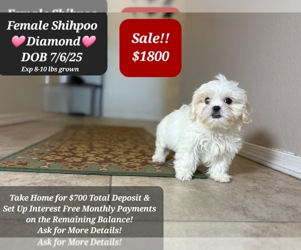Medium Photo #1 ShihPoo Puppy For Sale in TUCSON, AZ, USA