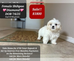 ShihPoo Puppy for sale in TUCSON, AZ, USA
