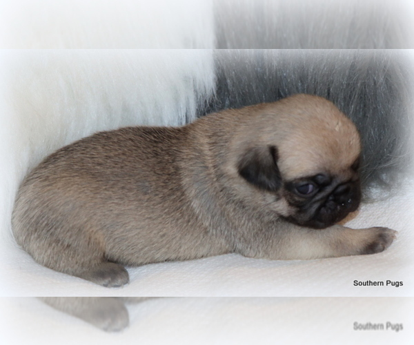 Medium Photo #7 Pug Puppy For Sale in WINNSBORO, TX, USA