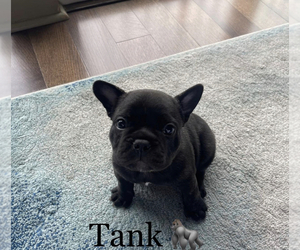 French Bulldog Puppy for sale in HANOVER, PA, USA